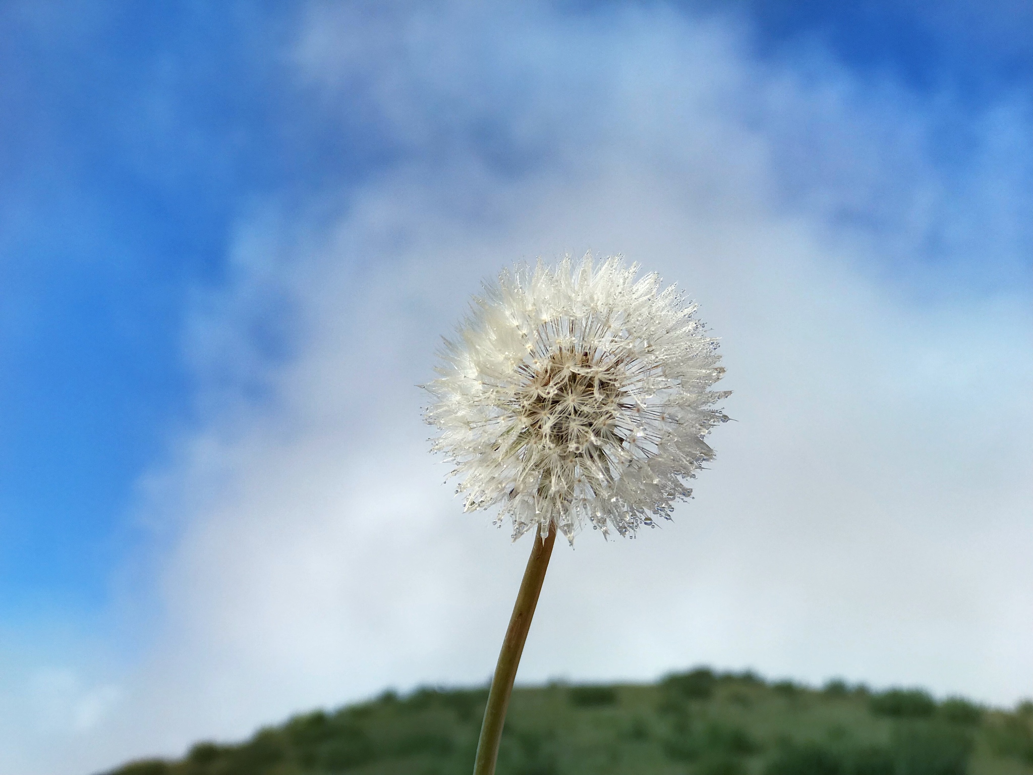 蒲公英：自由飞翔的希望之歌