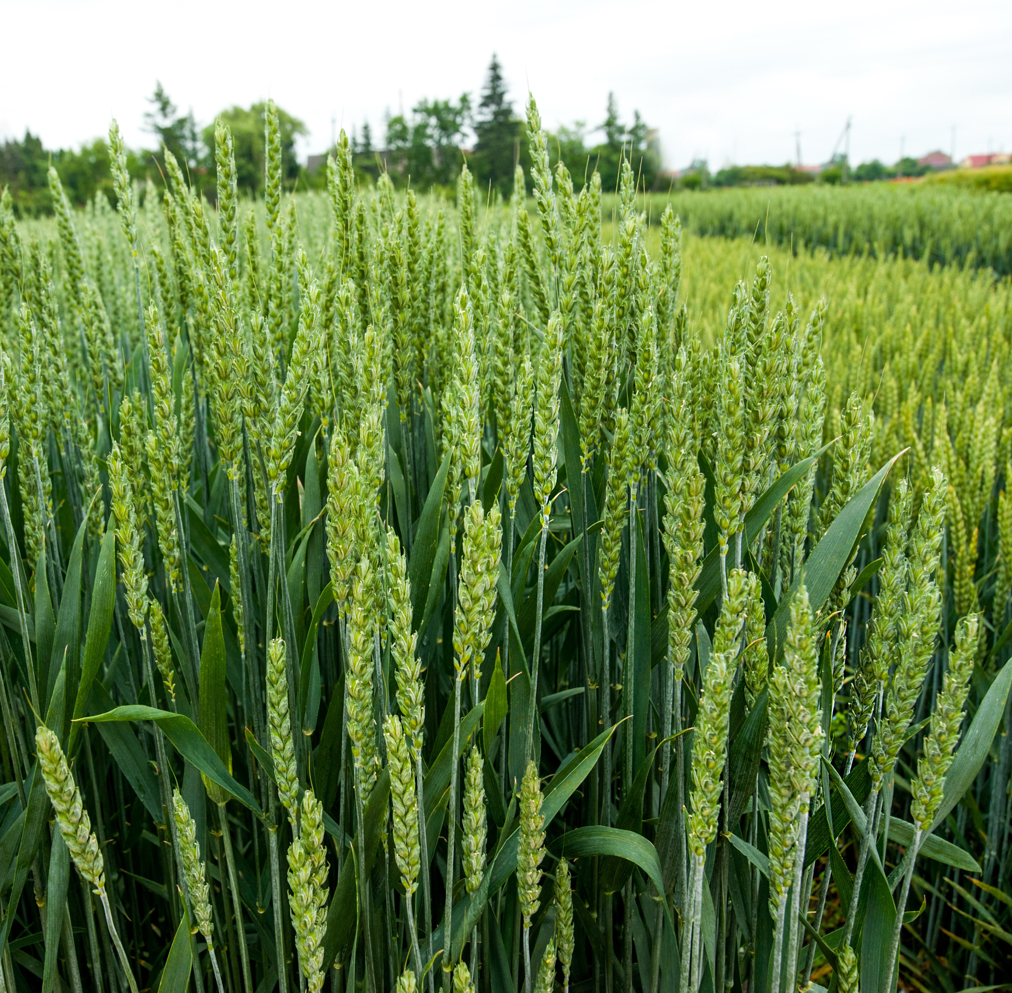 冬小麦灌溉用水占比：地区和季节决定因素