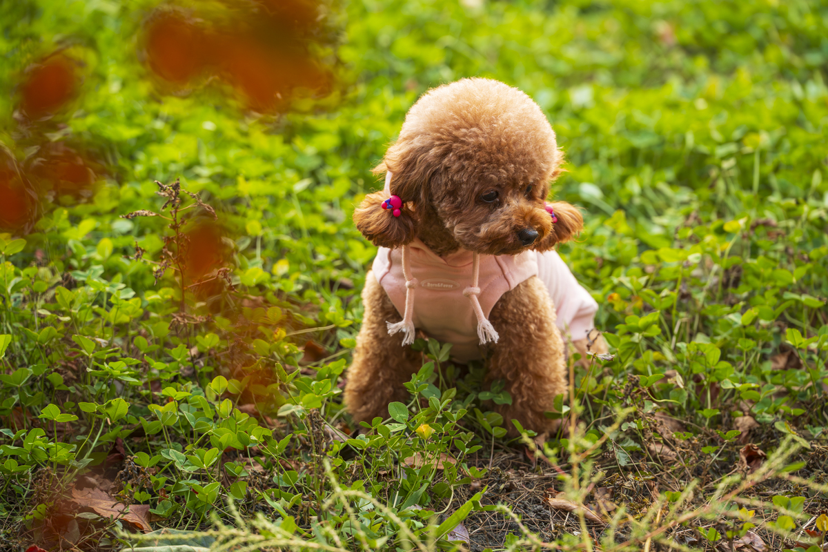 泰迪犬的魅力：为什么如此受欢迎？