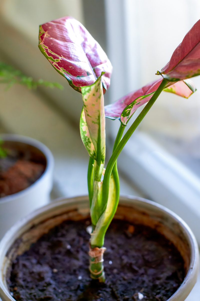 朱顶红什么时候换盆换盆后枯萎怎么回事400字