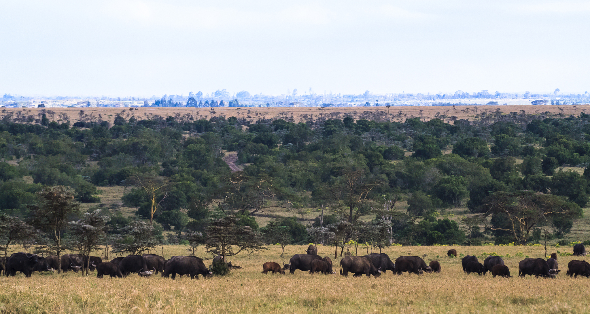 panorama of savanna. big herds of africa. landscape with buffalo