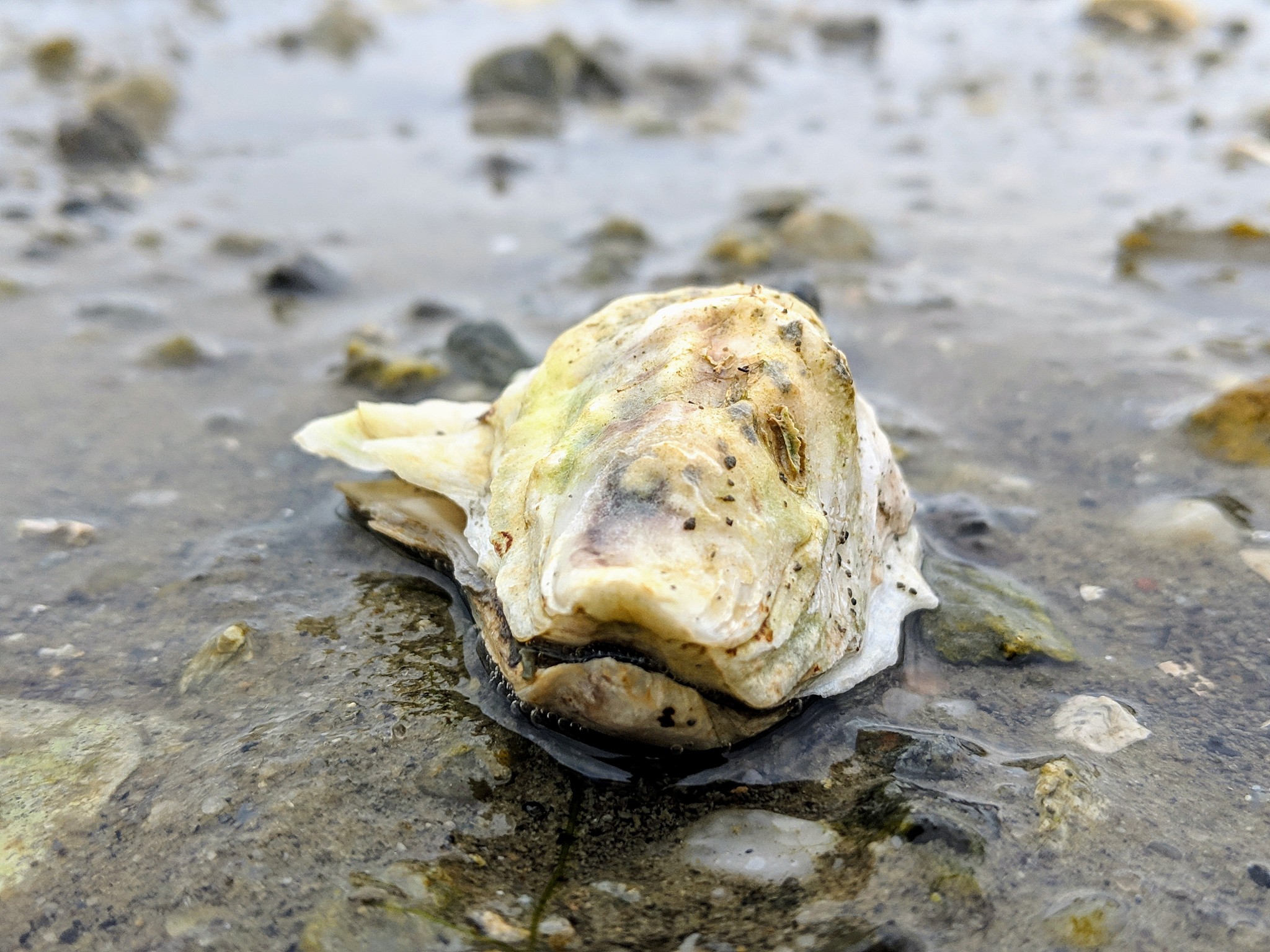 牡蛎和生蚝都是滤食性动物可以过滤海水中的浮游生物和有机物作为食物。一个成年牡蛎一天可以过滤约190升的海水。这个知识点是错的嘛？
