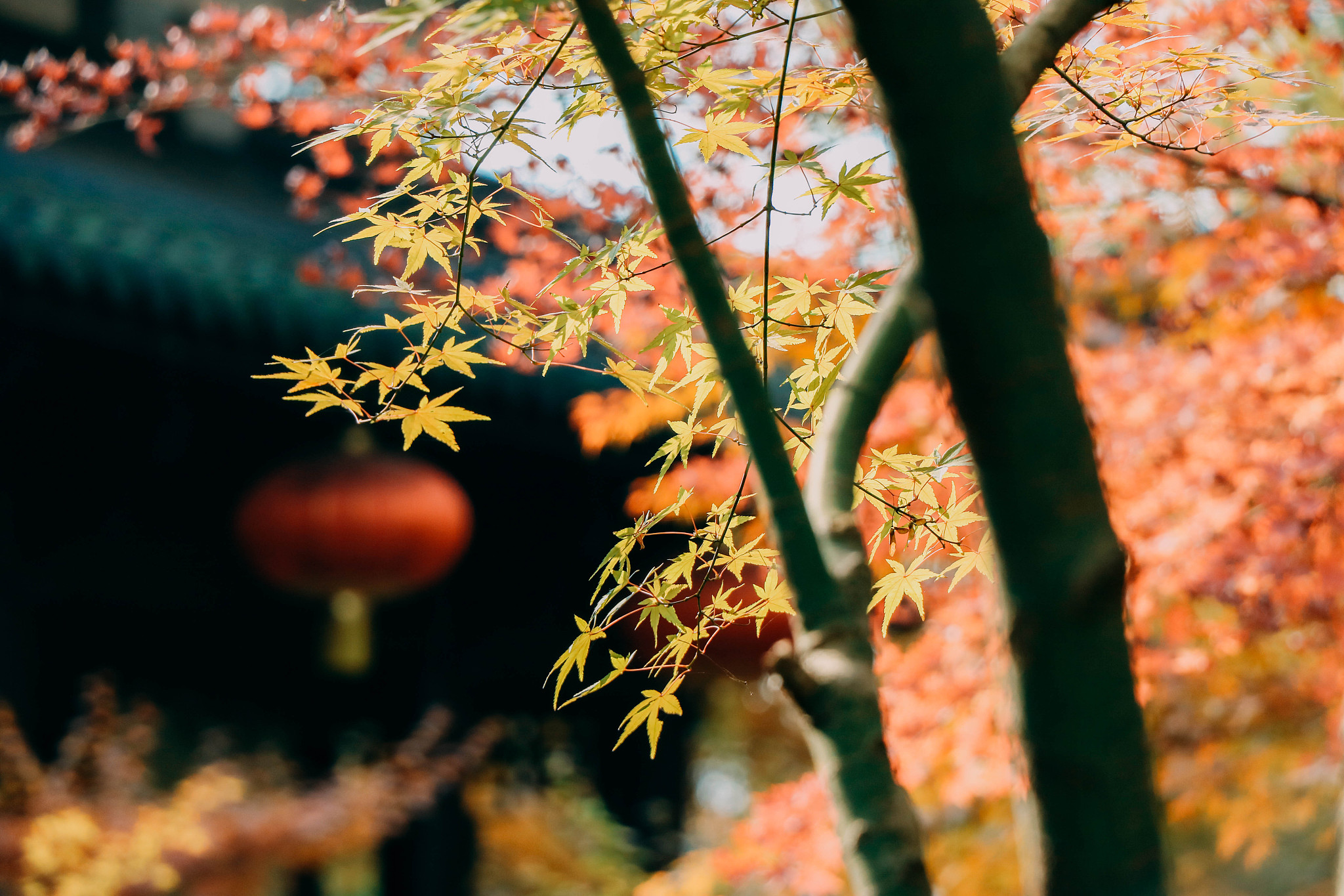 列举一首包含凌霄的古诗
