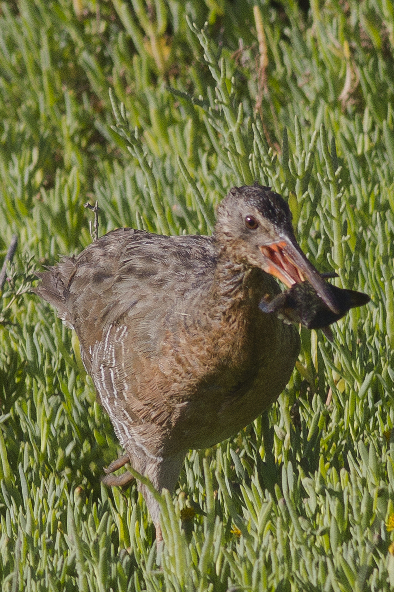 clapper rail carrying a crab