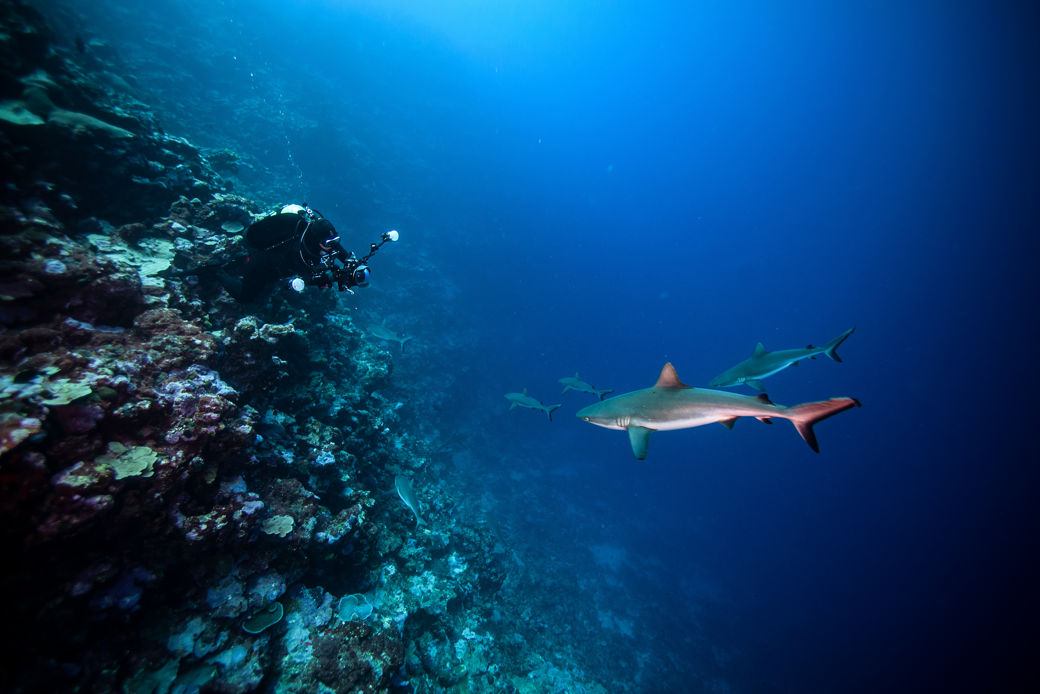 dive with sharks