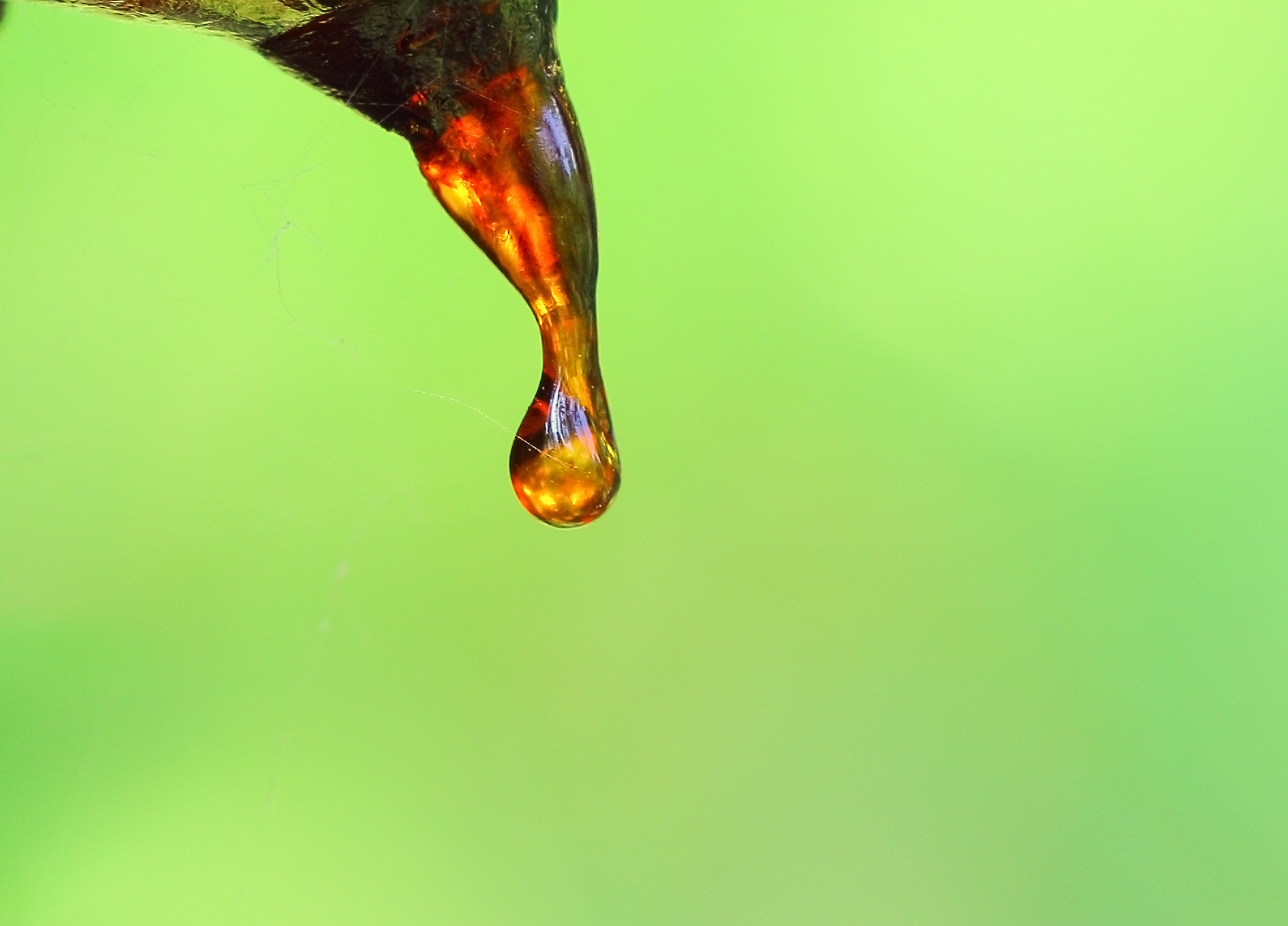 a macro closes up view of cherry resin drop with green backgroun
