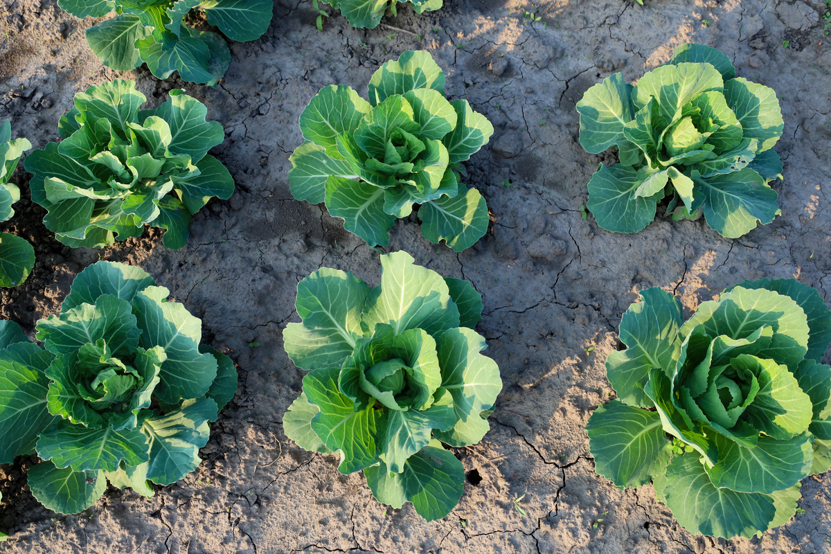 结球甘蓝叶片生长变化及广西周年生产供应技巧