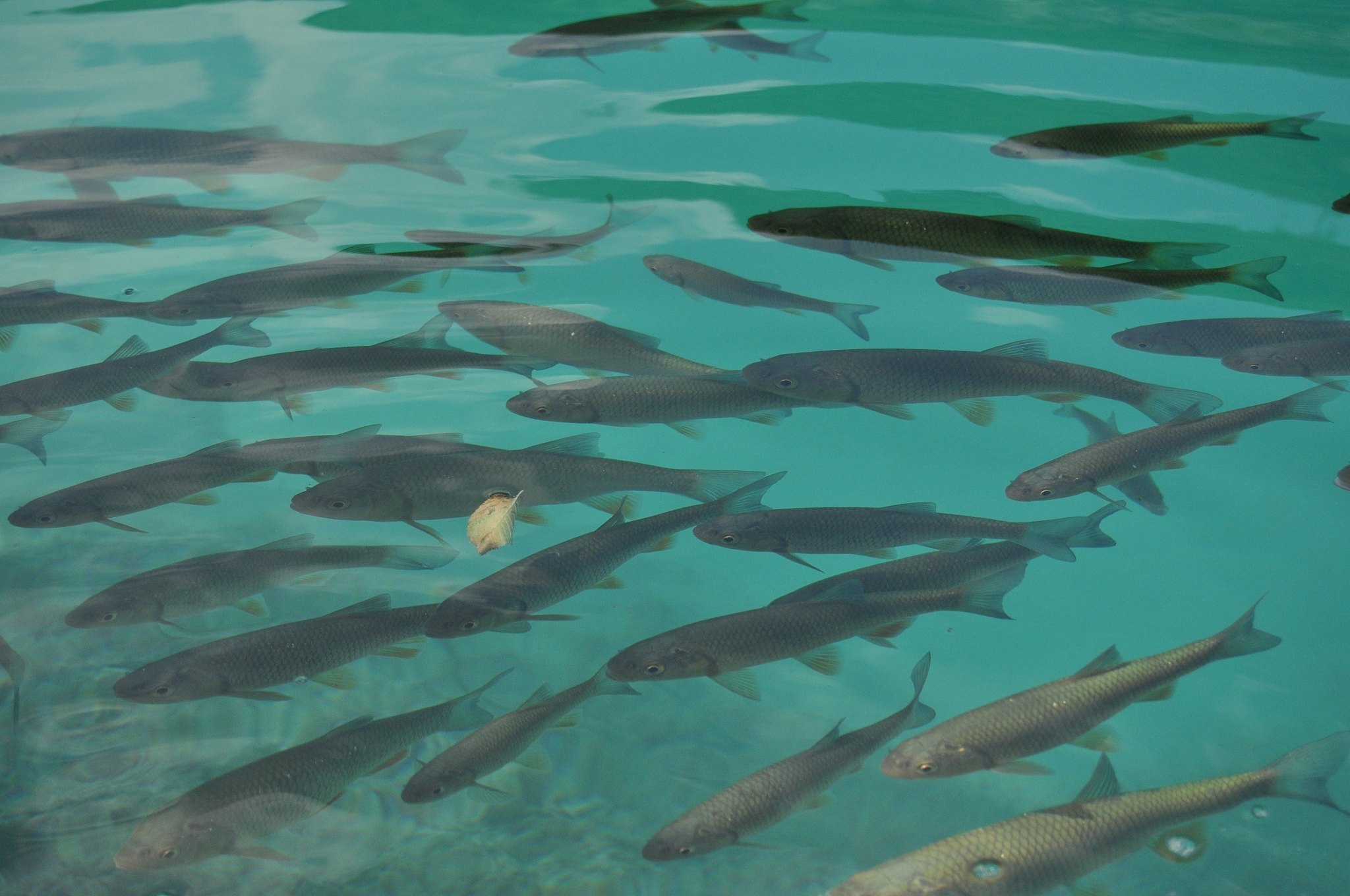 fish floating near the surface of the water in the overgrown lak