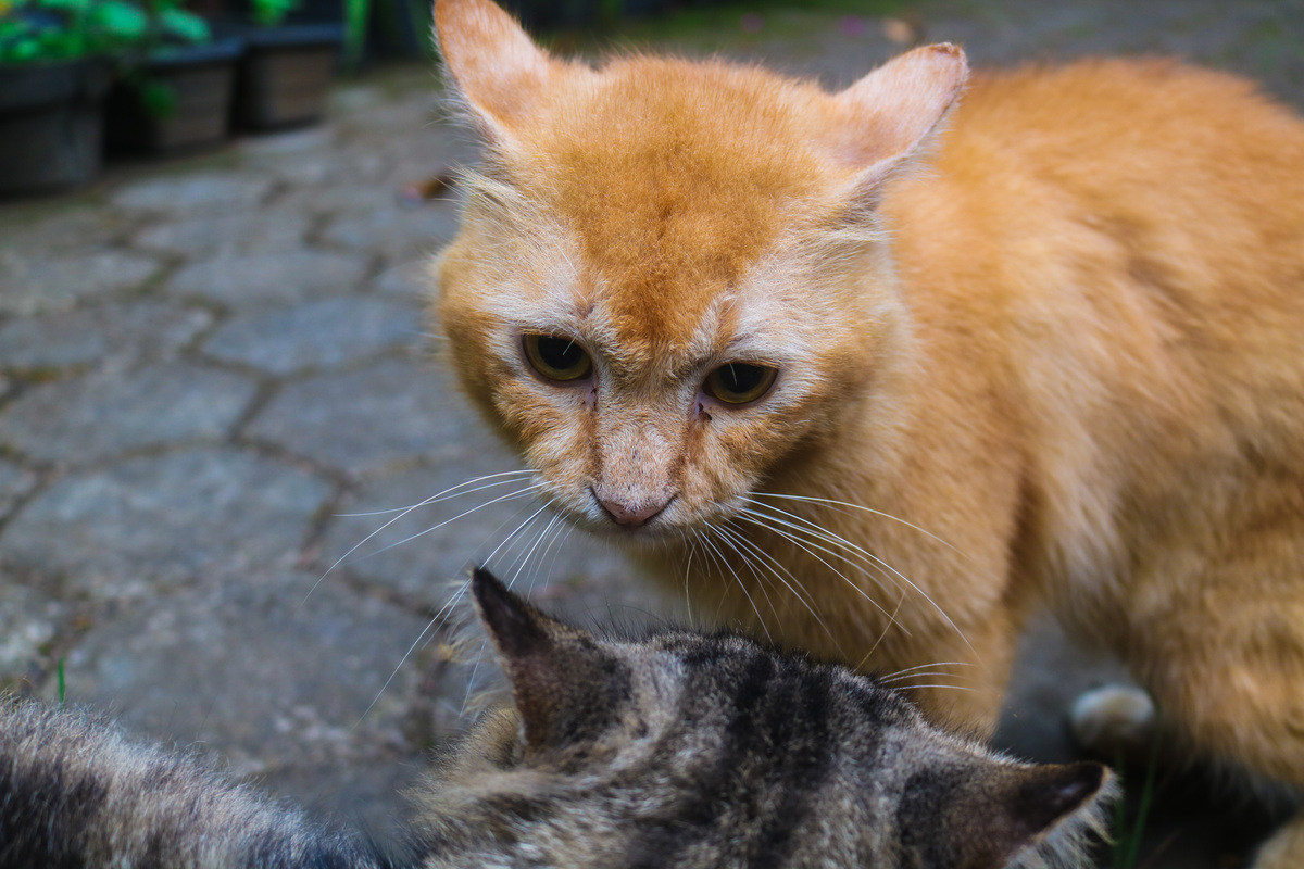 猫咪叫声：喵~