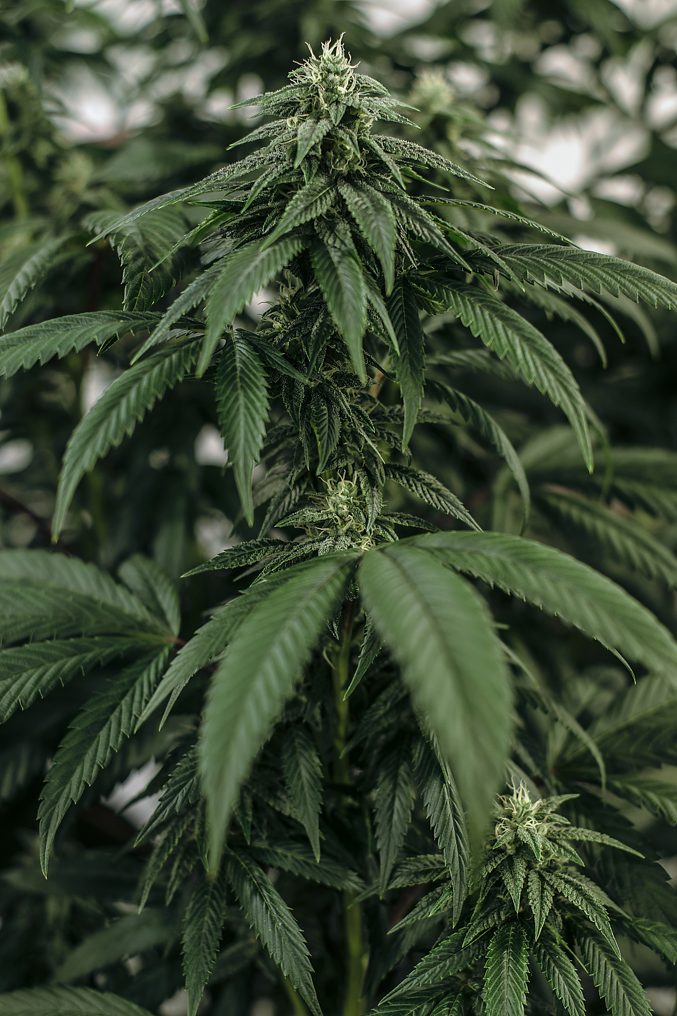 live cannabis macro bud shot