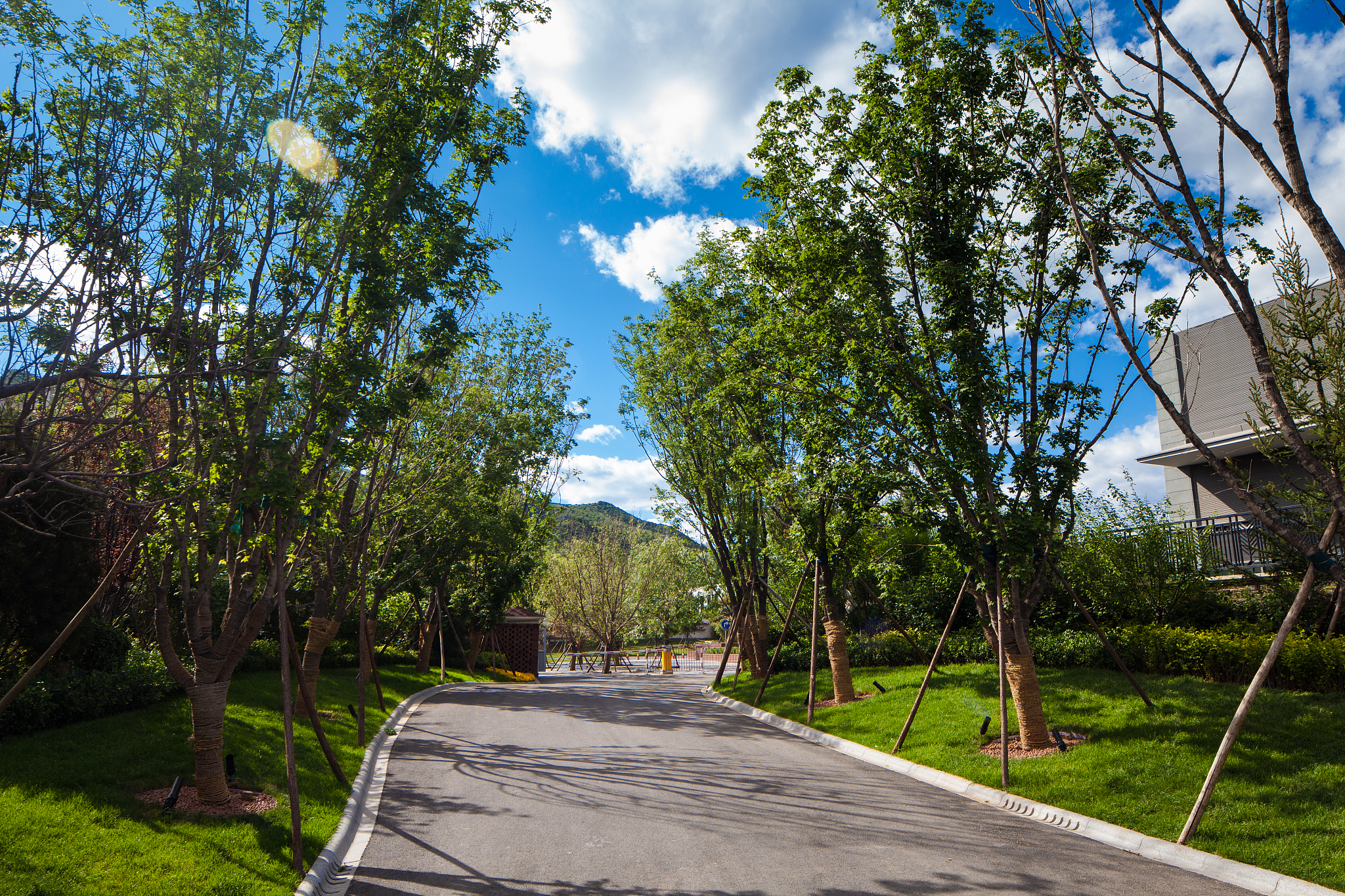 关于延安市宝塔区应对园林景观绿化过程中强化大树移植技术的建议不少于800字。