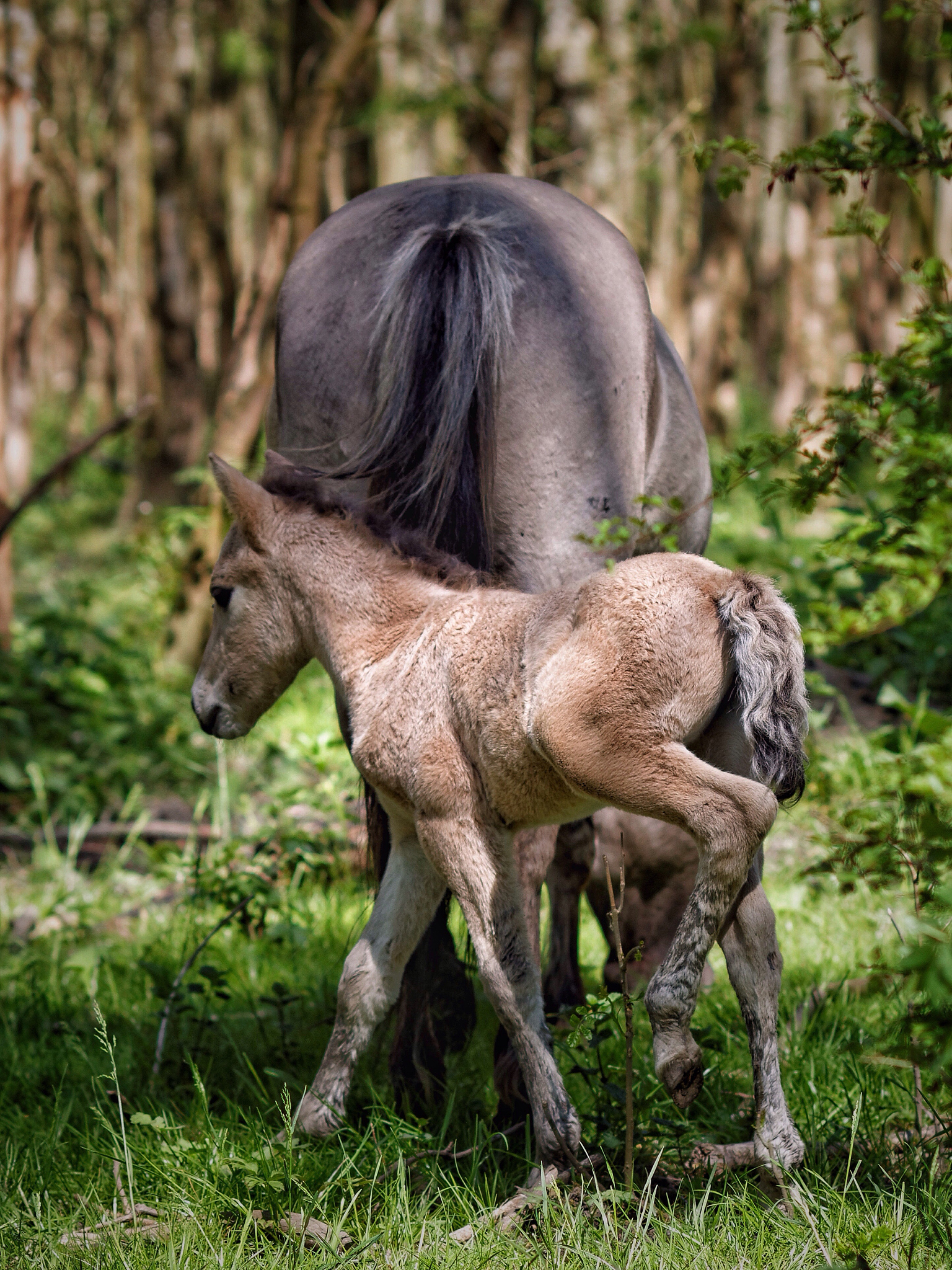 雄性动物：特征、生殖和例子