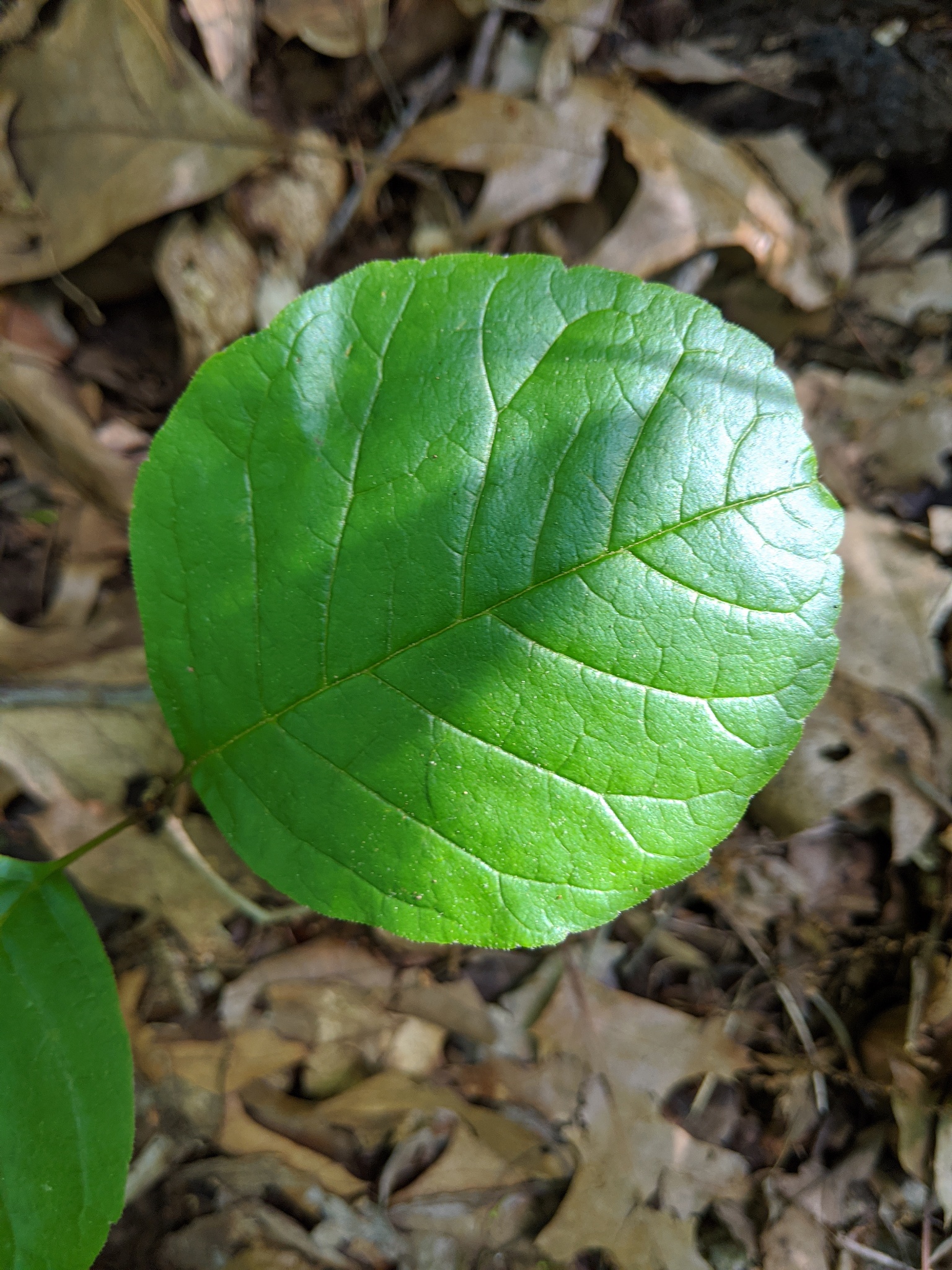 green leaf
