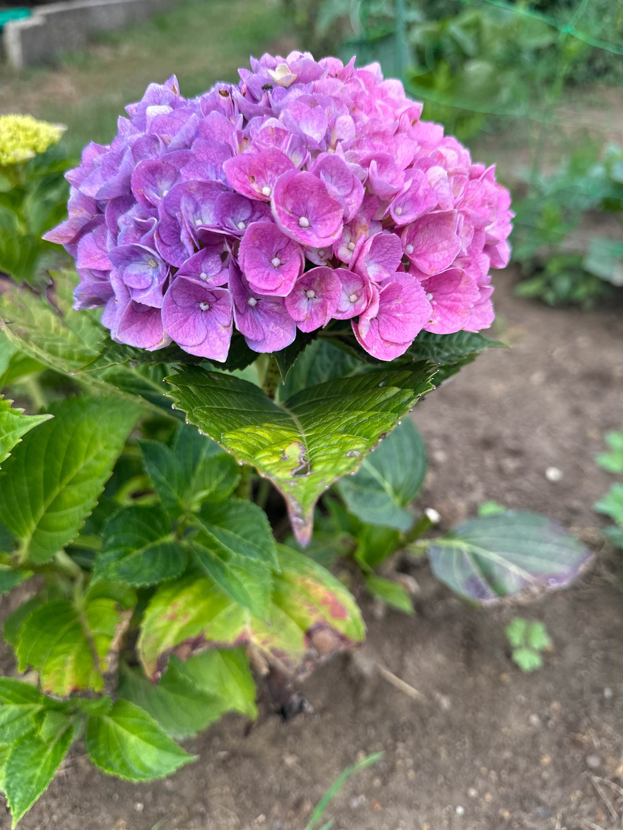 无尽夏植物不开花？原因解析及解决方法