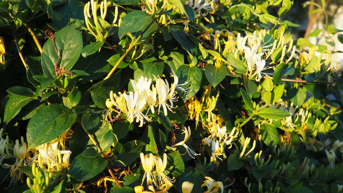 金银木和金银花的区别有哪些2000字