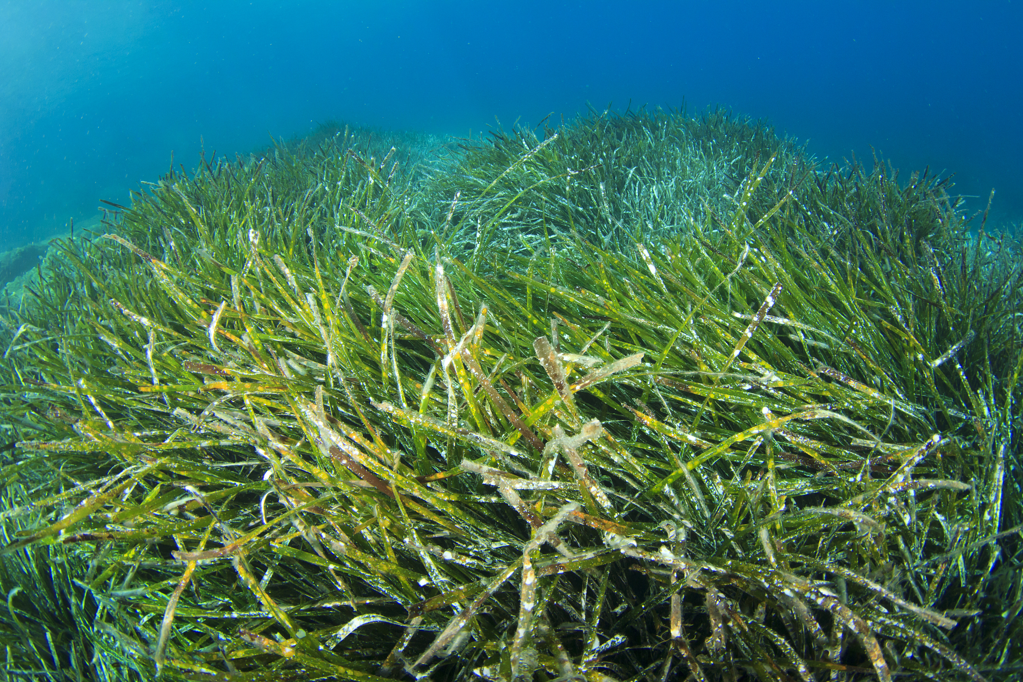 JOURNAL OF APPLIED PHYCOLOGY: 国际应用藻类学期刊