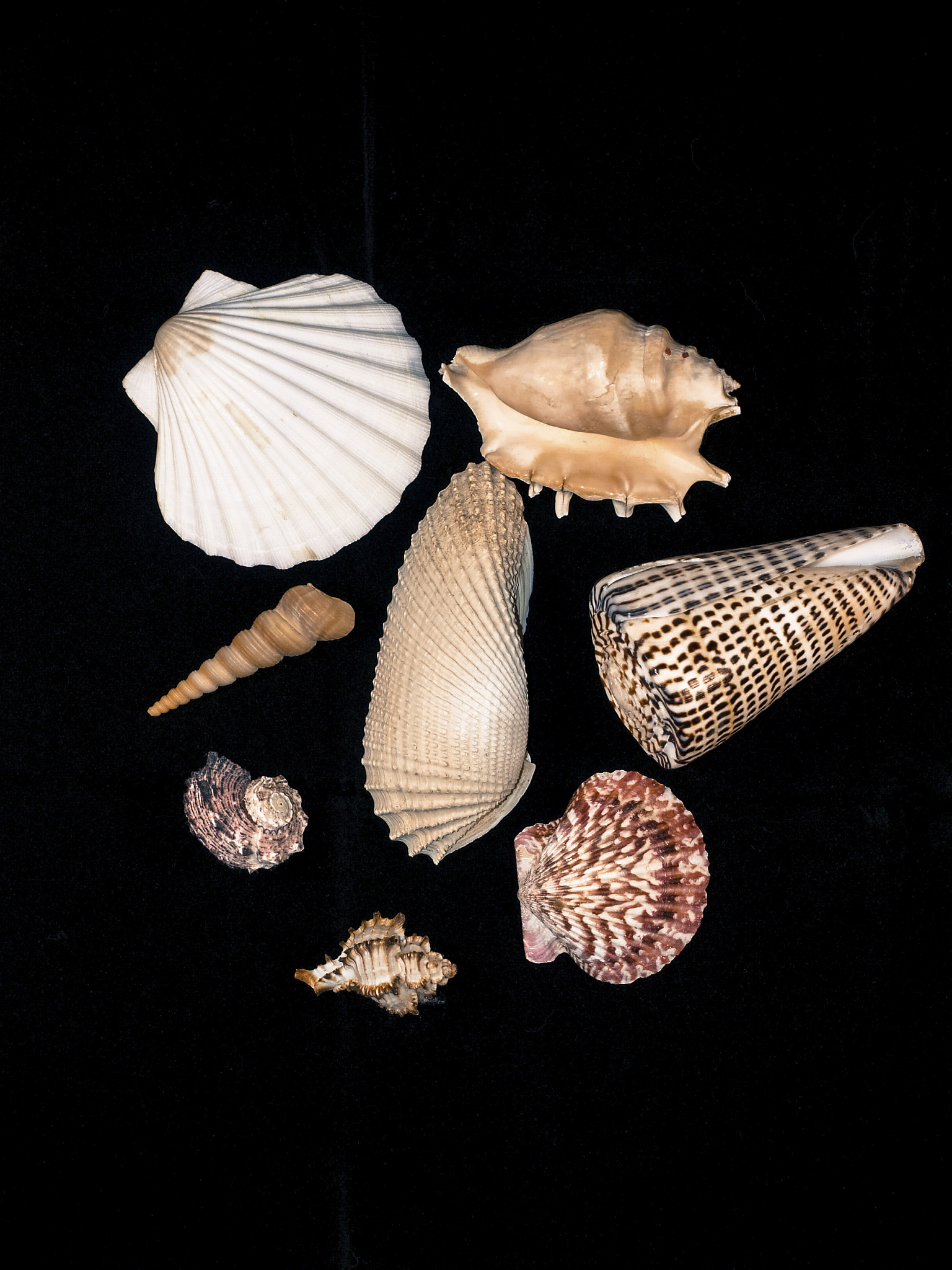 栉孔扇贝3厘米有多重？- 影响栉孔扇贝重量的因素