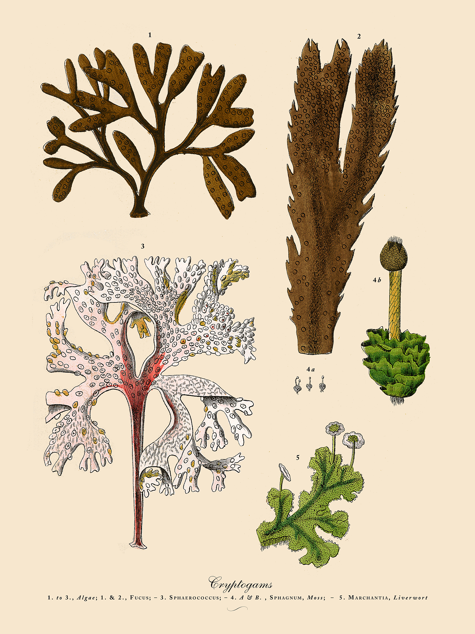 植物学实习目。