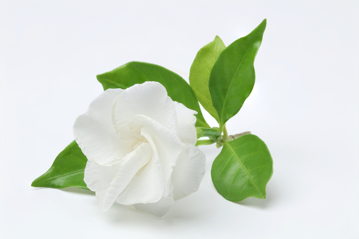 茉莉花寓意：纯洁、高贵、美丽、优雅，1500字管理技巧大揭秘