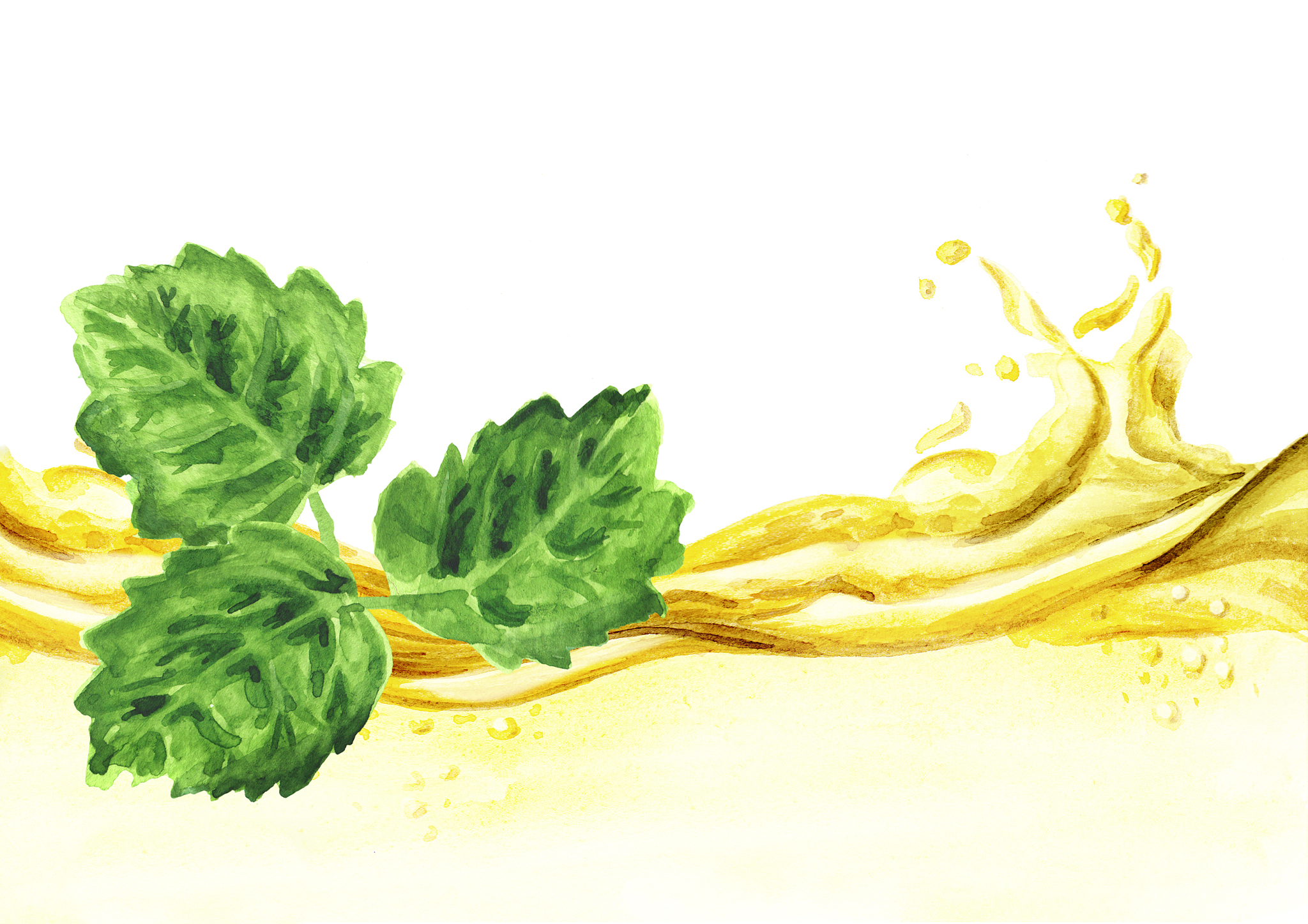 广藿香精油提取能用酶吗？