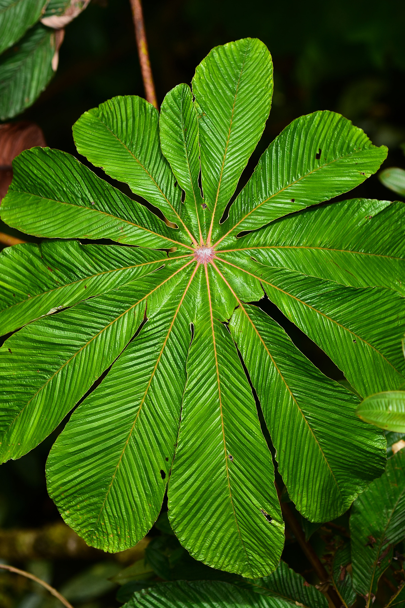 close up of cecropia tree leaf viewed from above