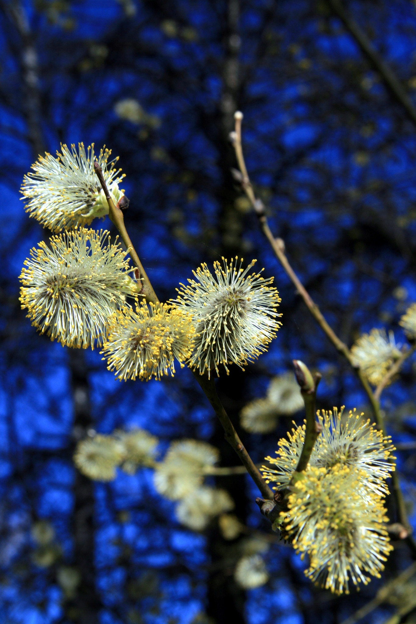 柳絮什么时候飞得最多，