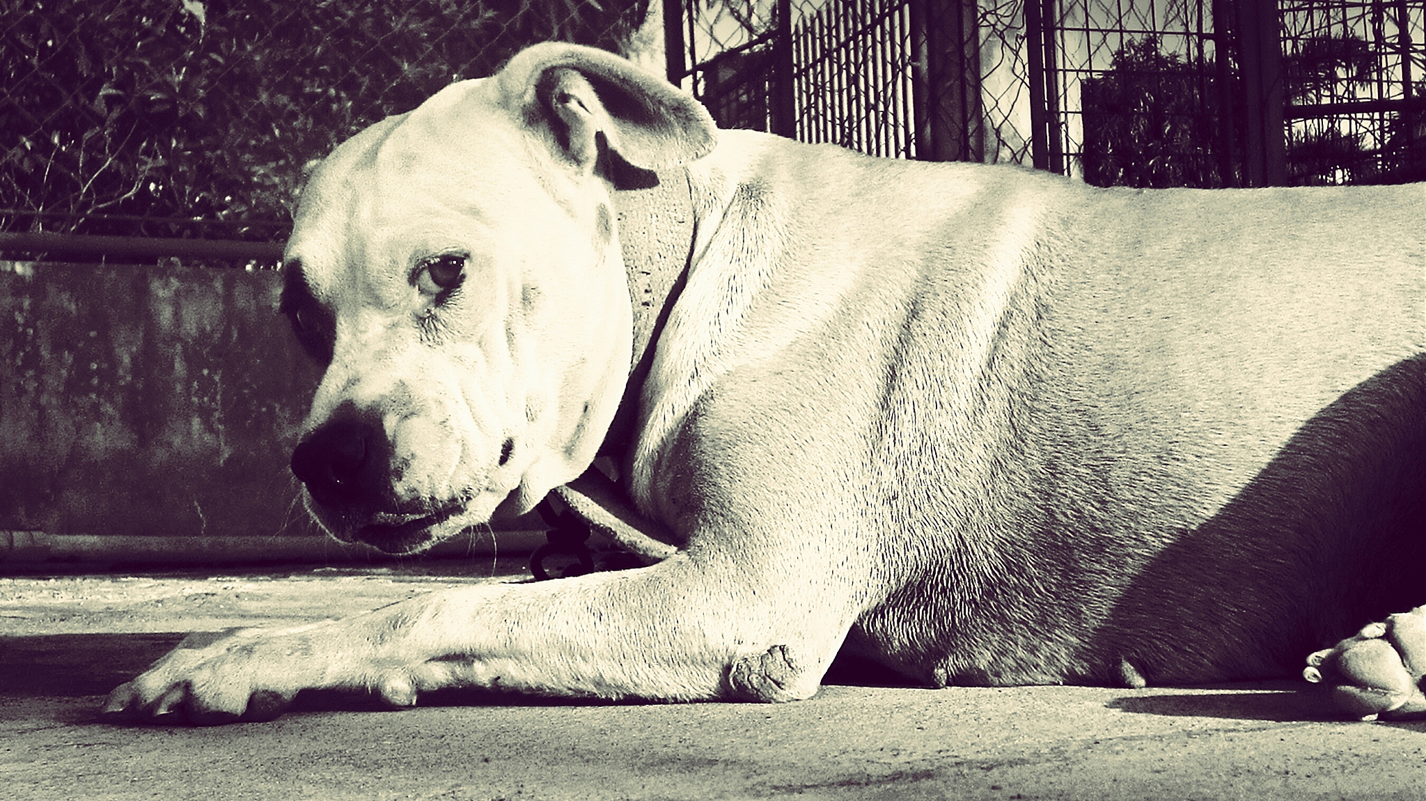 四川省绵阳农业学校宠物养护与经营专业：优势、前景与发展趋势