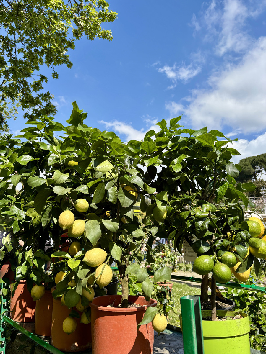 柠檬籽怎么种出柠檬树