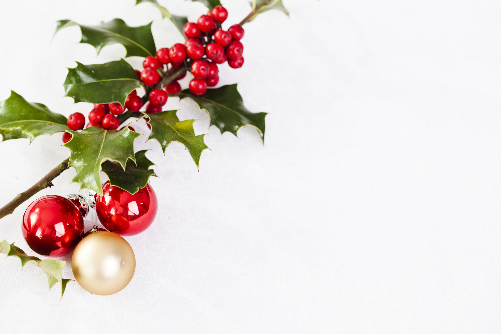 christmas holly