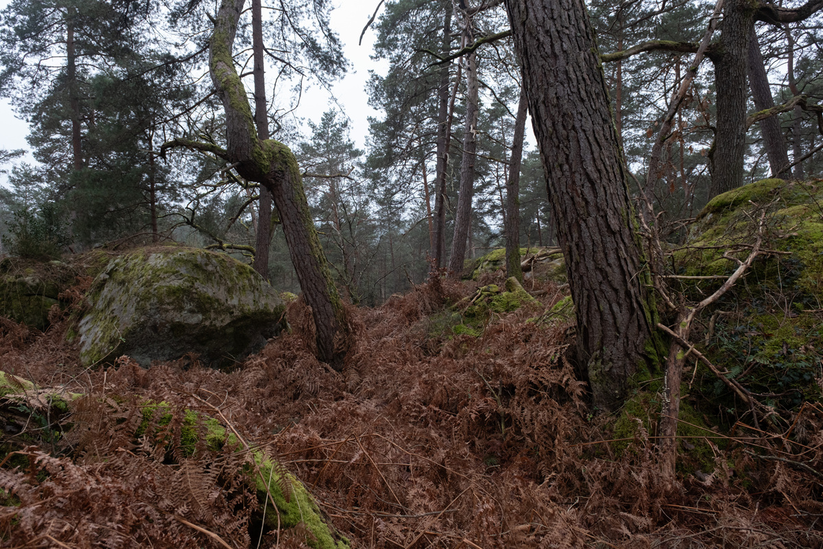人工林 vs 天然林：人为干扰如何影响土壤形成？