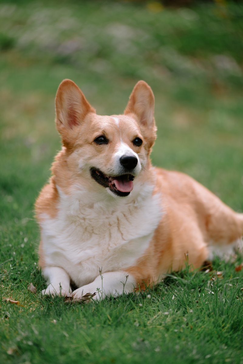 揭秘宠物犬心理：500字解读犬类行为背后的秘密