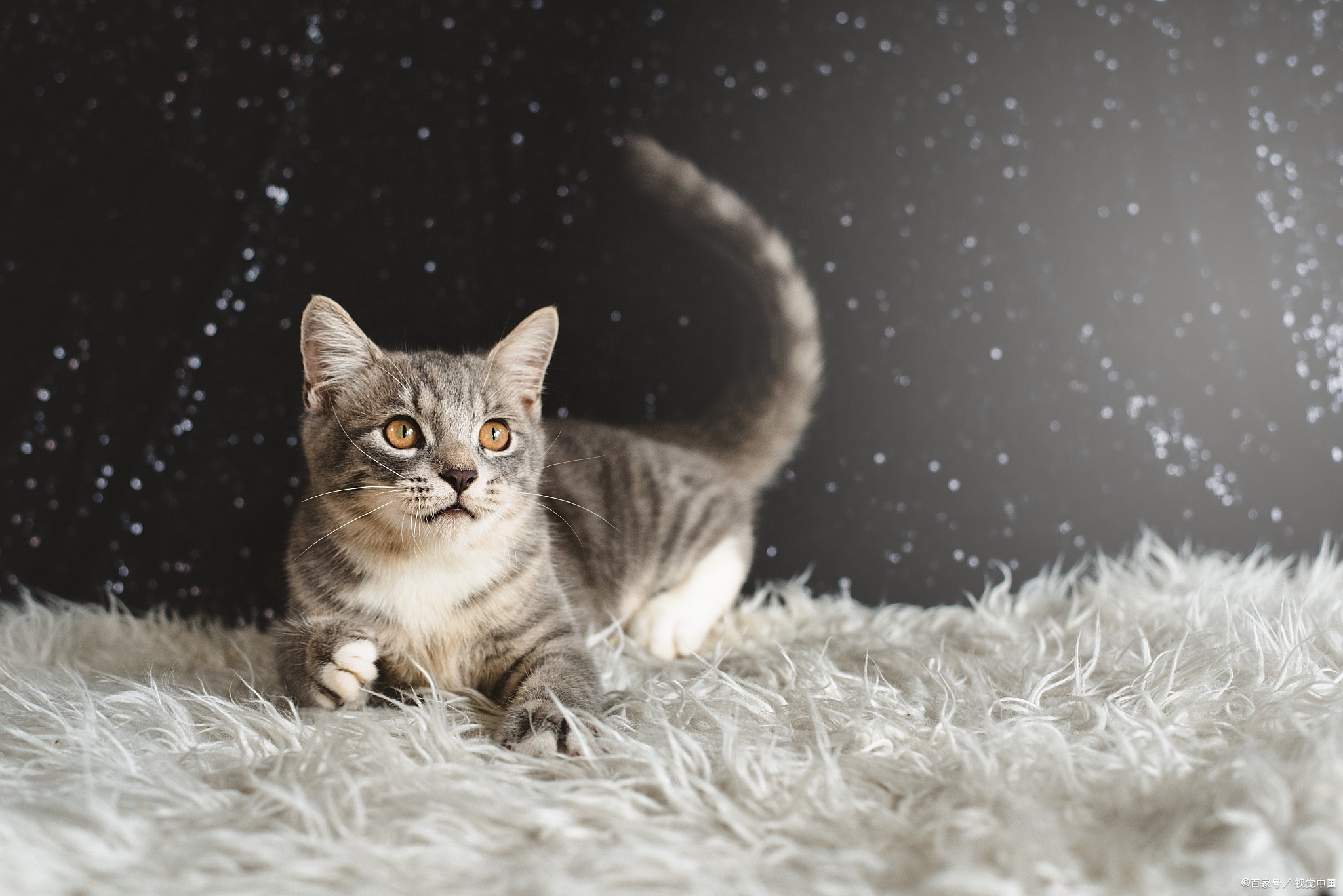 猫咪的睡眠时间是多少