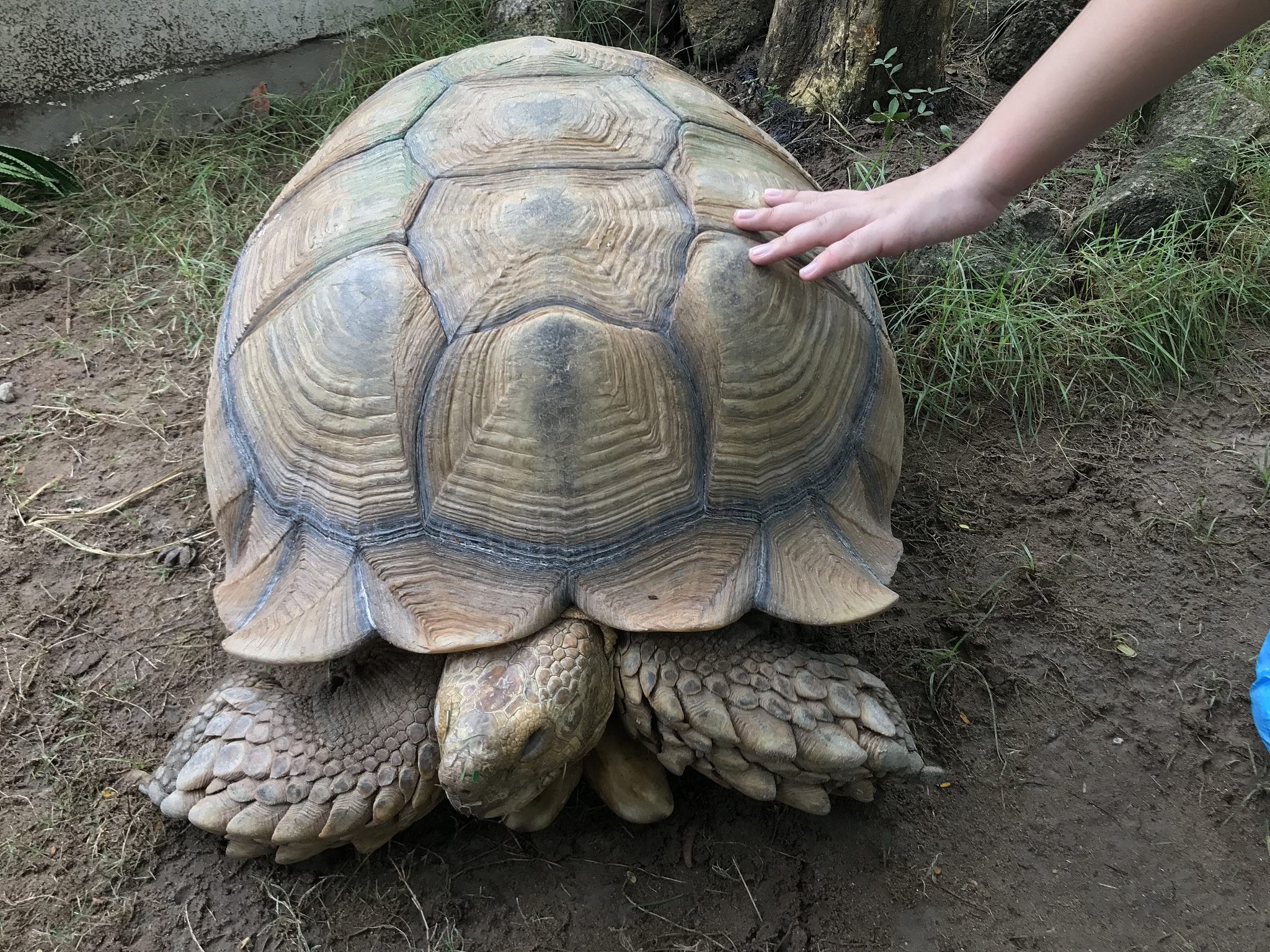 turtle
