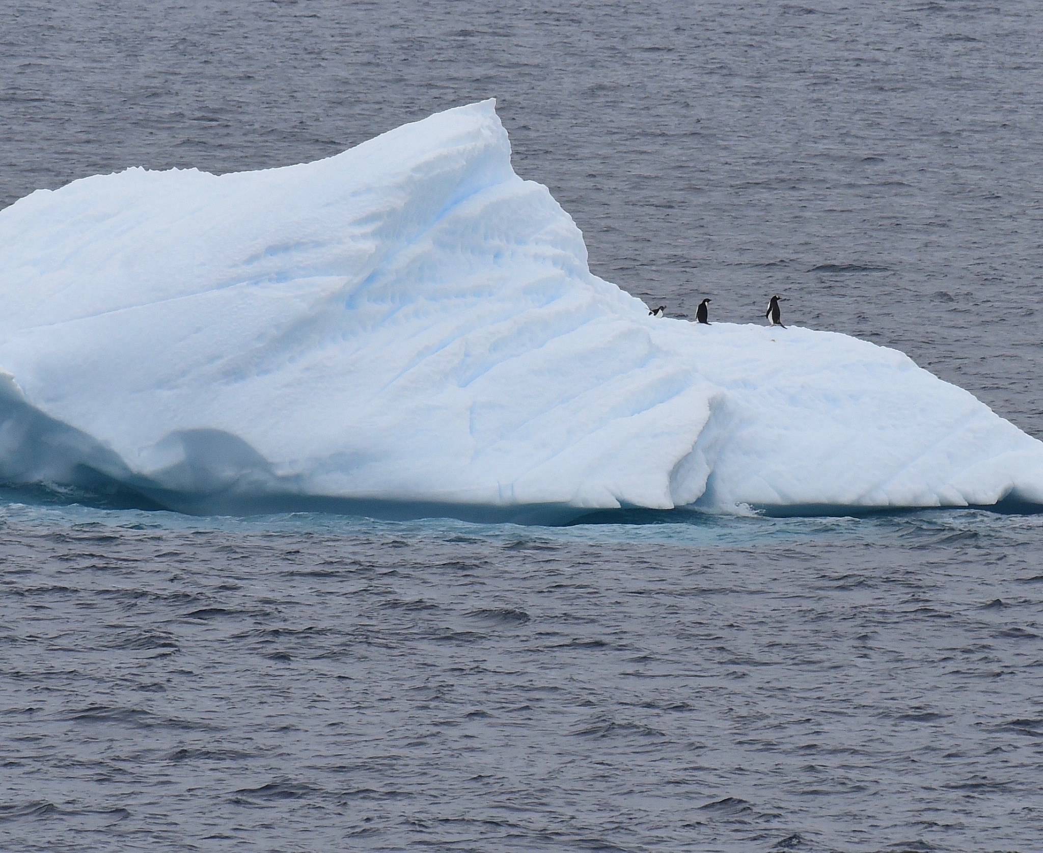 antarctica