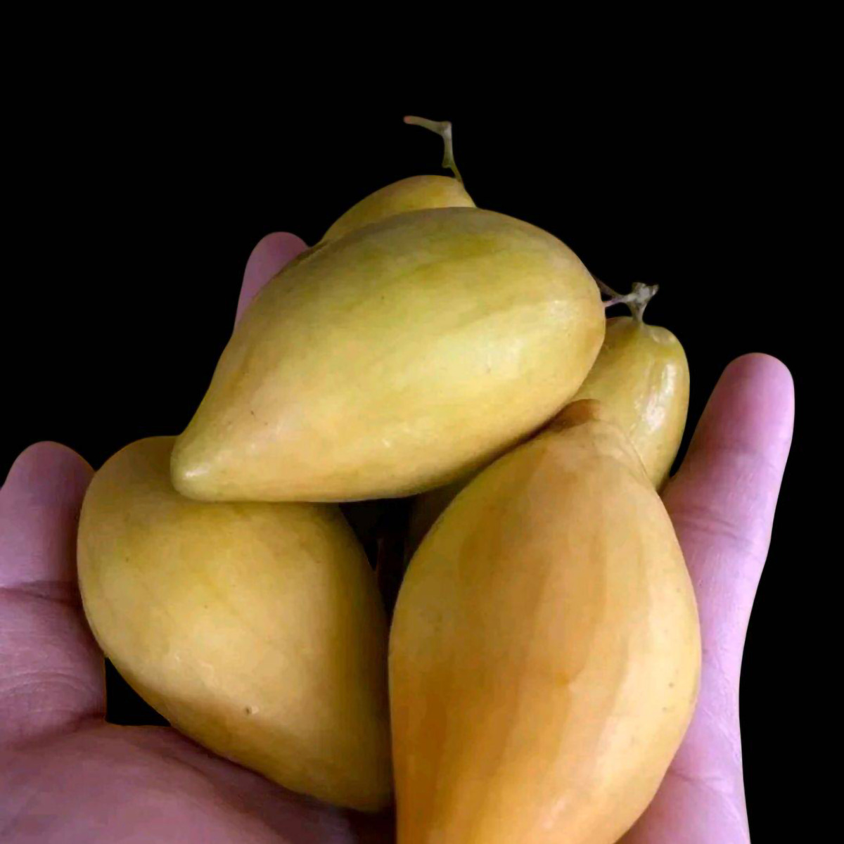 羊角蜜是什么水果200字左右详细描述一下