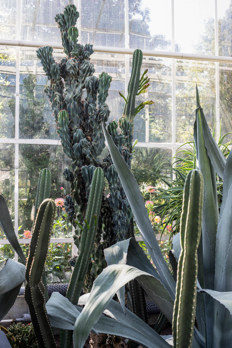 金芦荟品种大全：常见金芦荟品种介绍