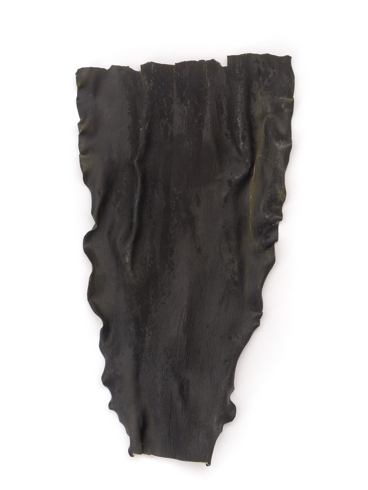 japanese kelp called 'rishiri konbu'