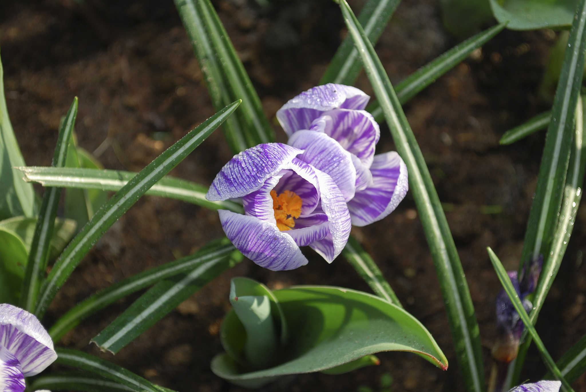 crocus pickwick grown in the park.