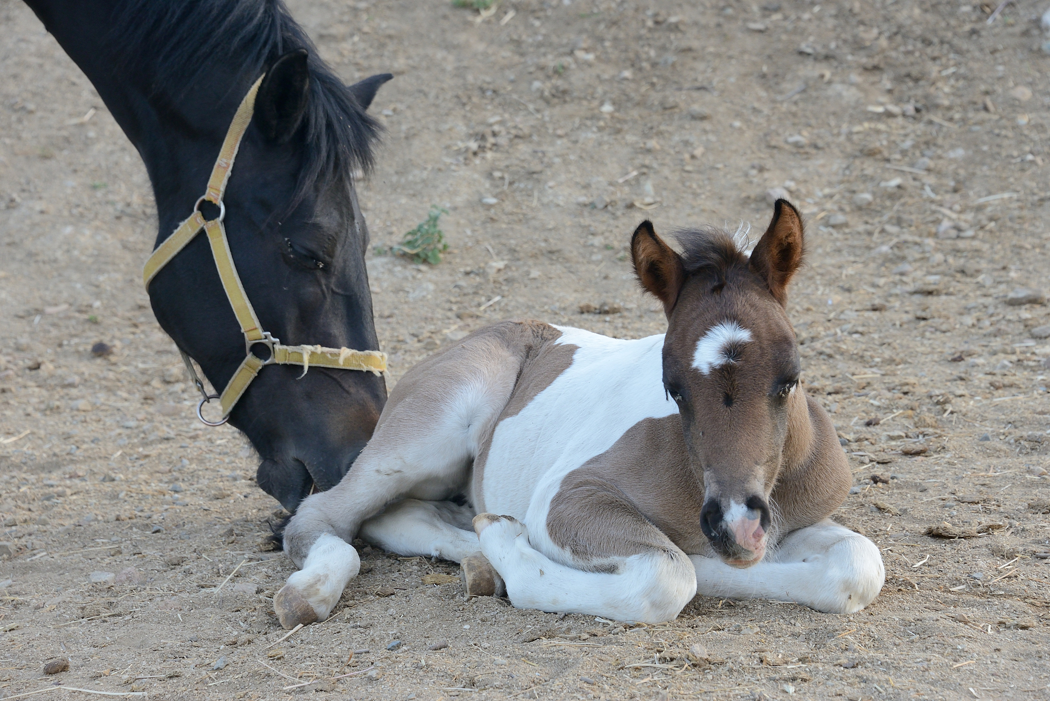 portrait of a young paint filly