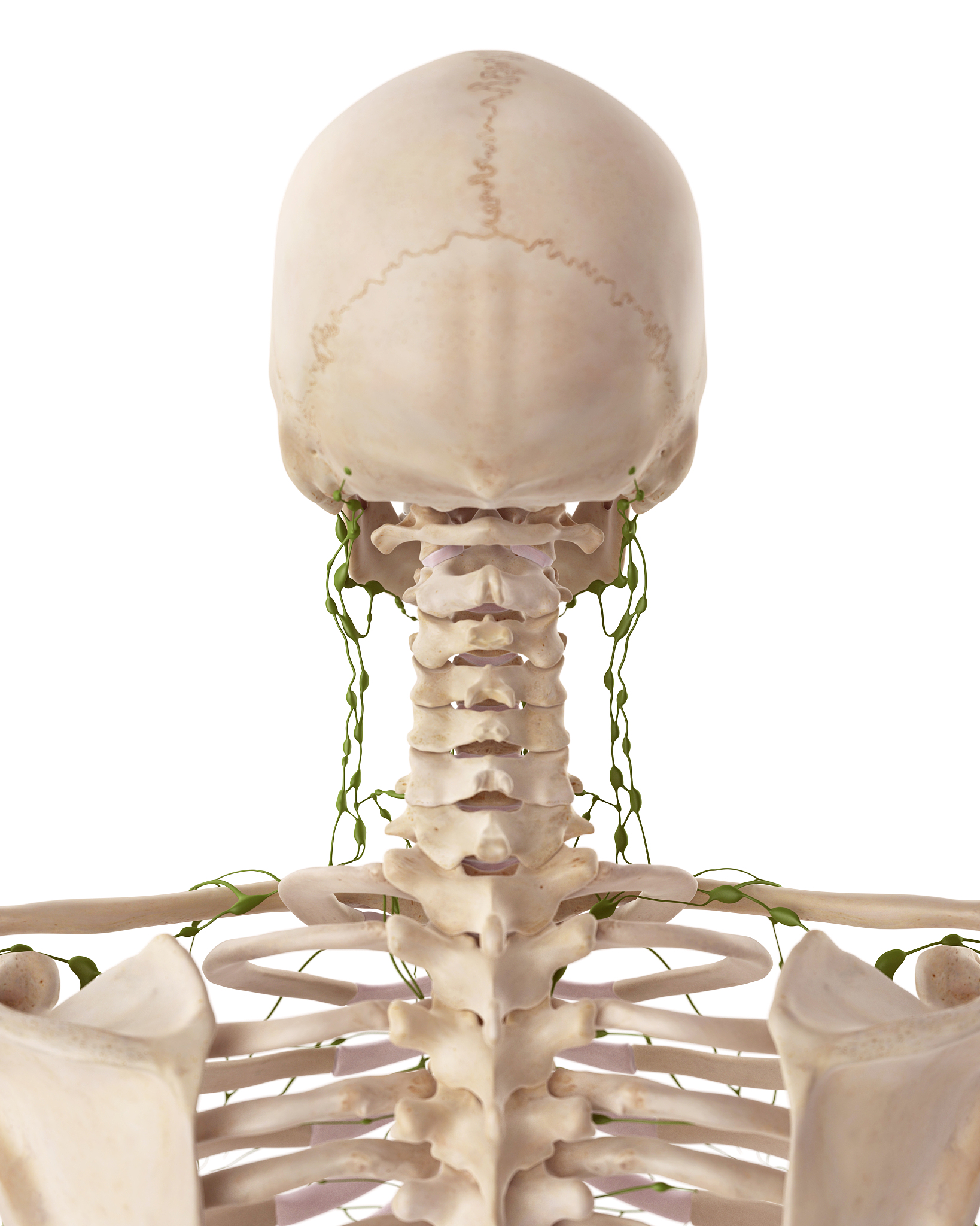 颈部VII区淋巴结：位置和分界详解