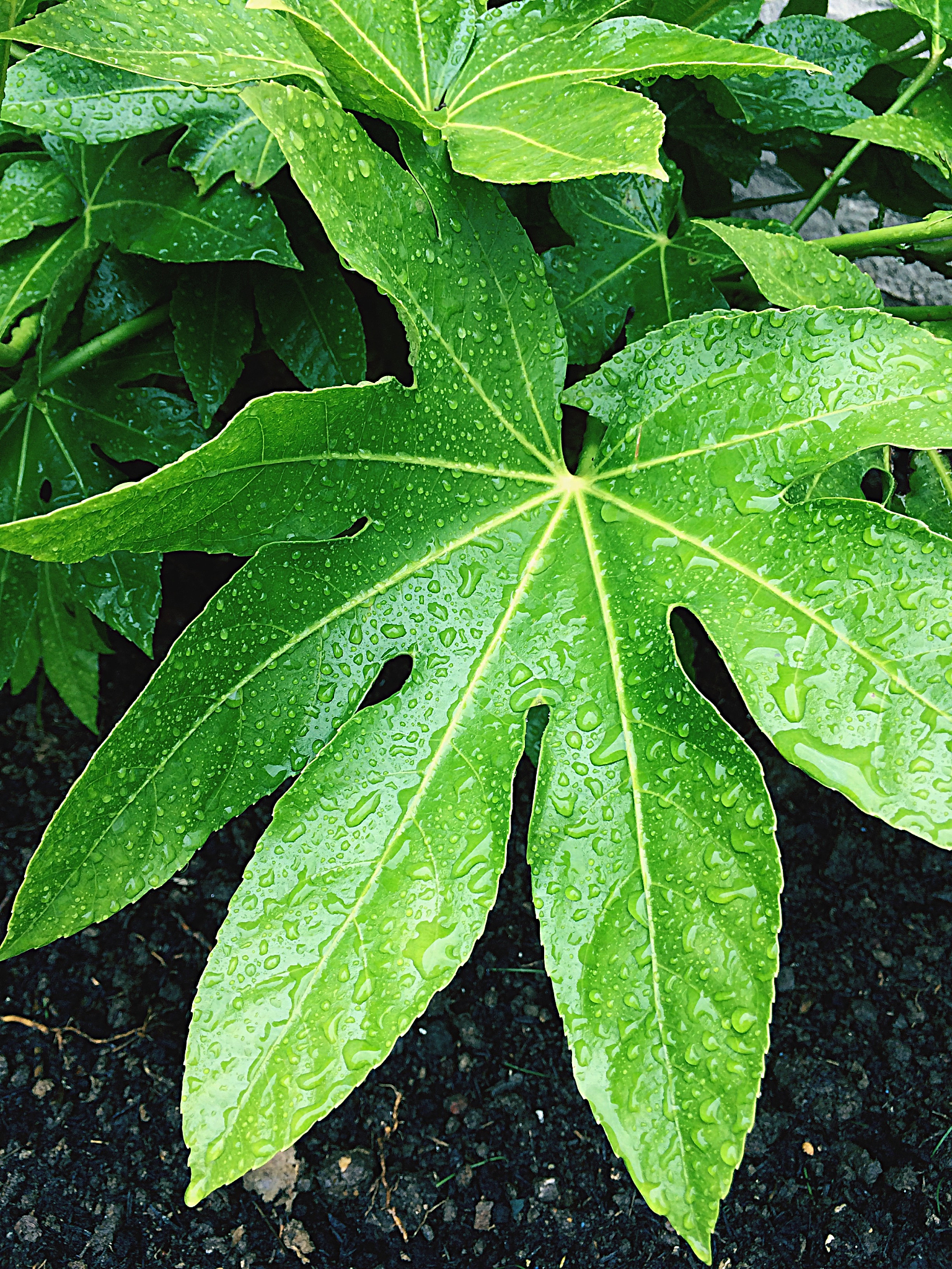 high angle view of fresh wet leaves during rainy season