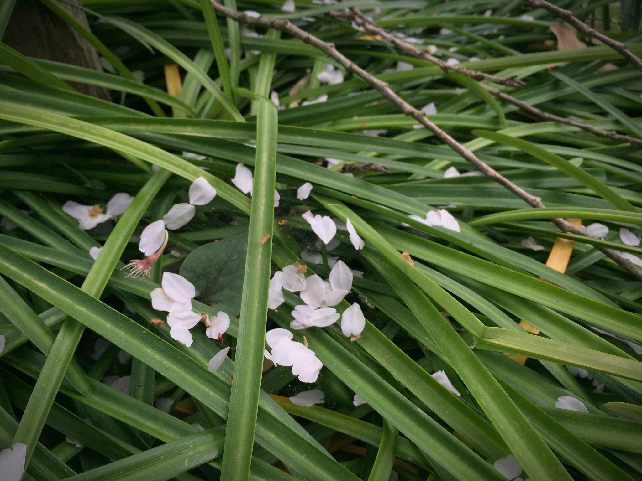 close-up of flowers blooming in field