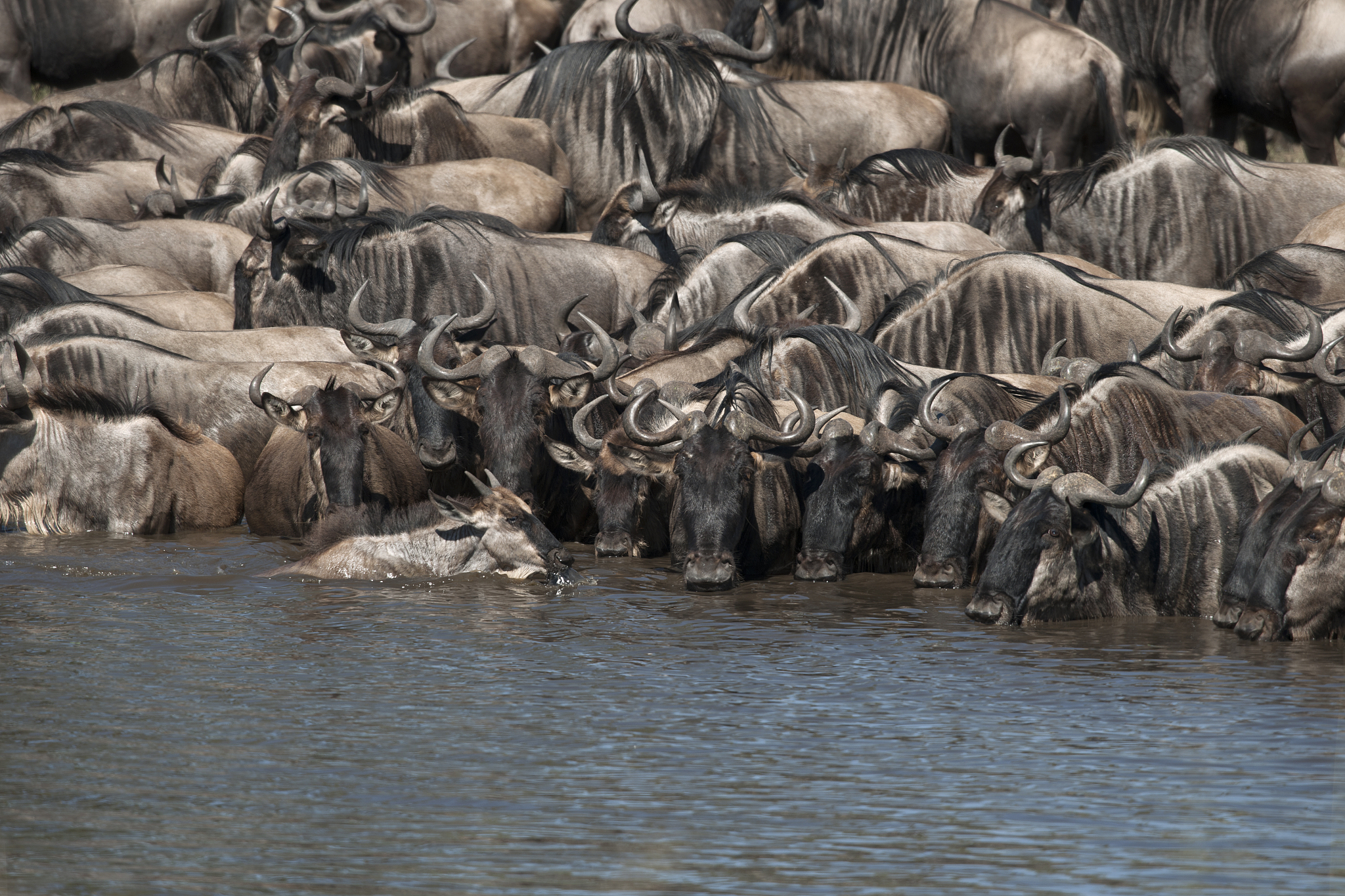 herds of wildebeest at the serengeti national park, tanzania, af