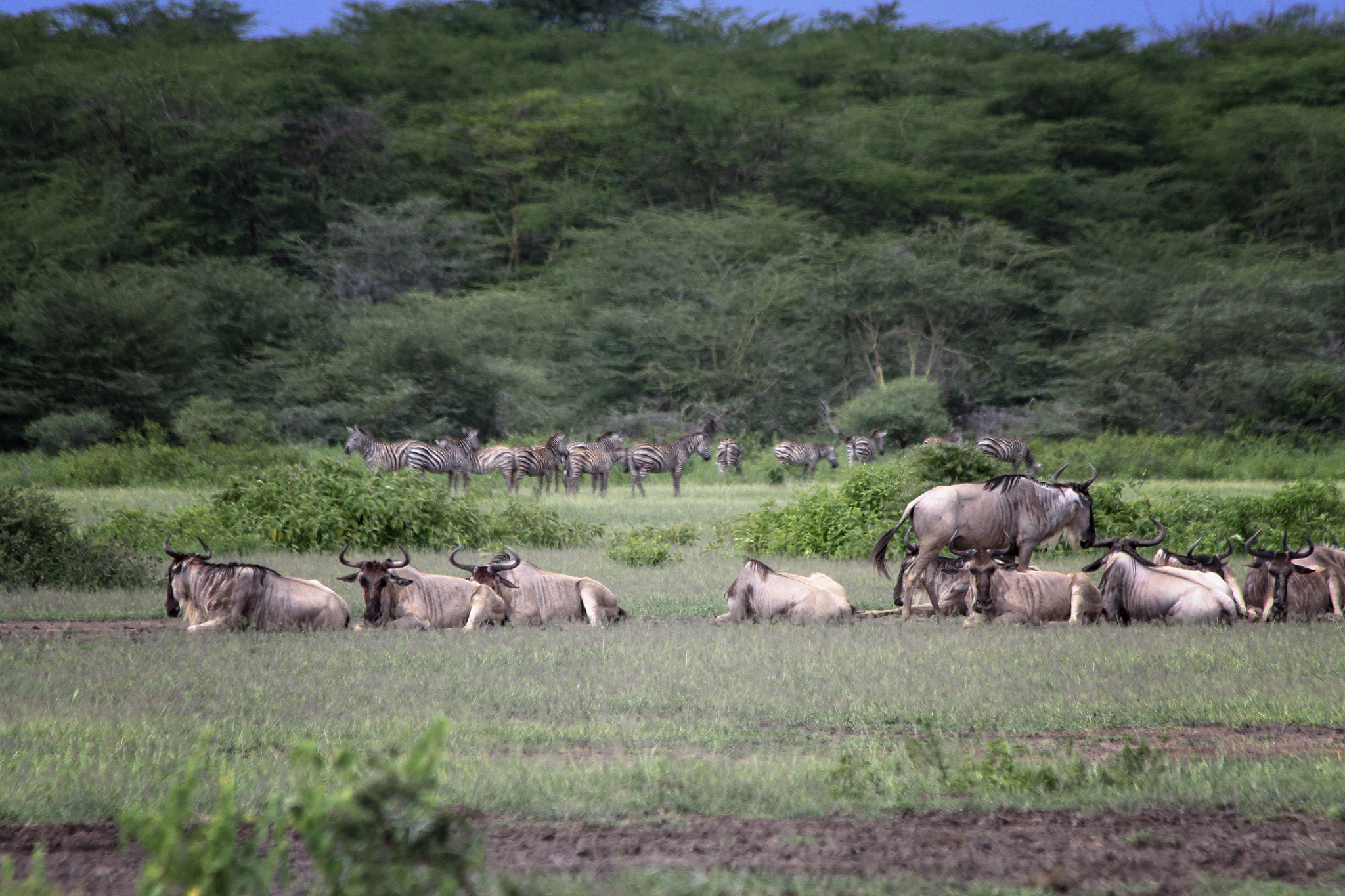 herd of zebras and wildbeast