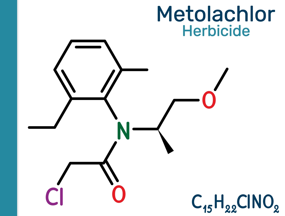 Plaque Neovascularization: An Independent Risk Factor for Vulnerable Plaque Rupture