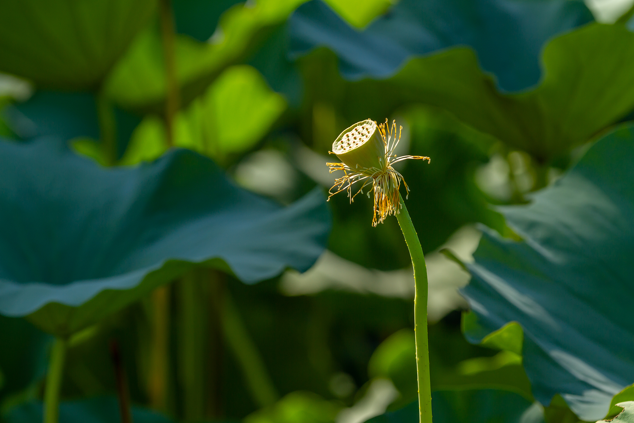 甘肃中医学院医学信息工程专业学习那些课程
