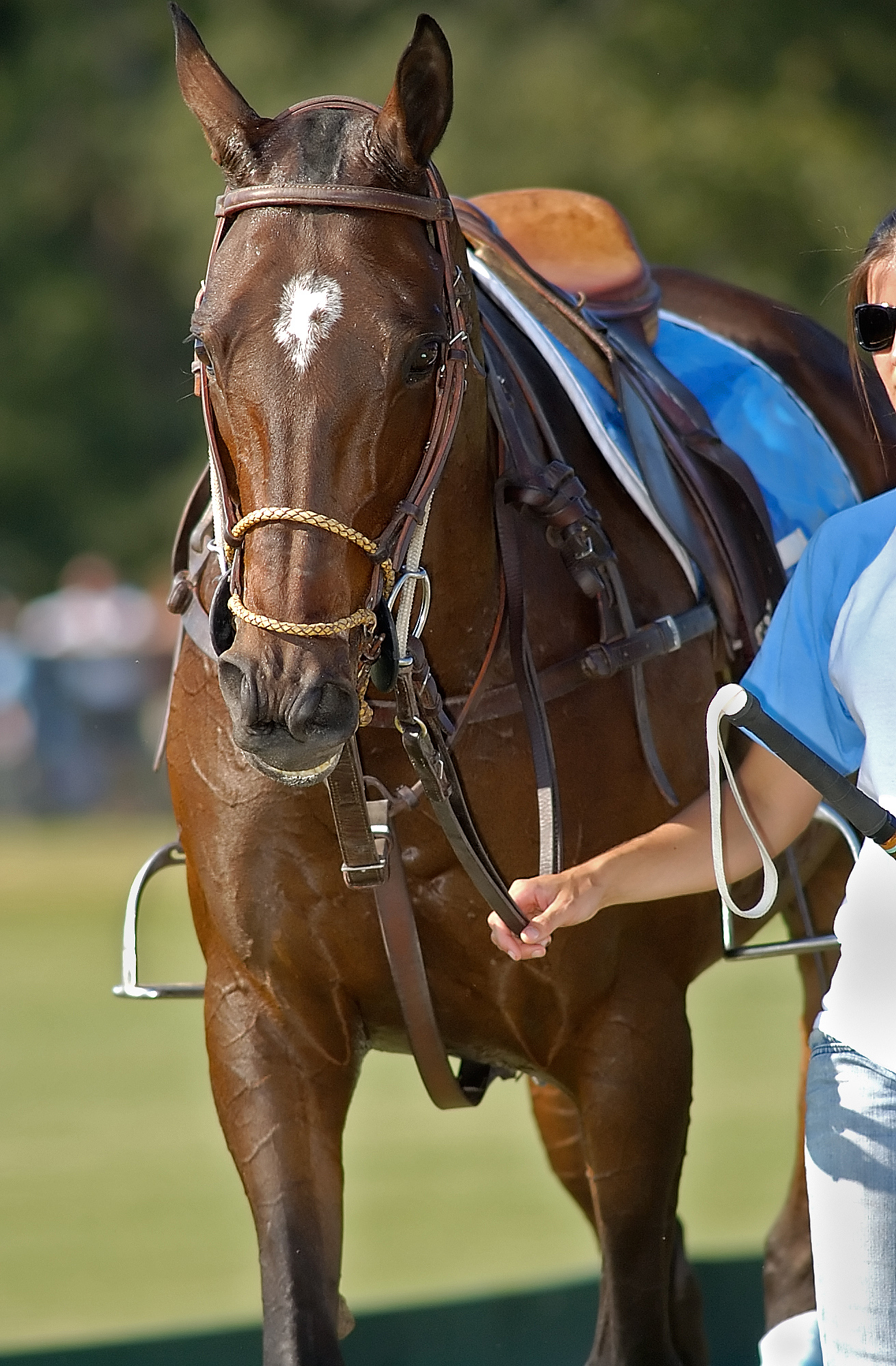 polo horse