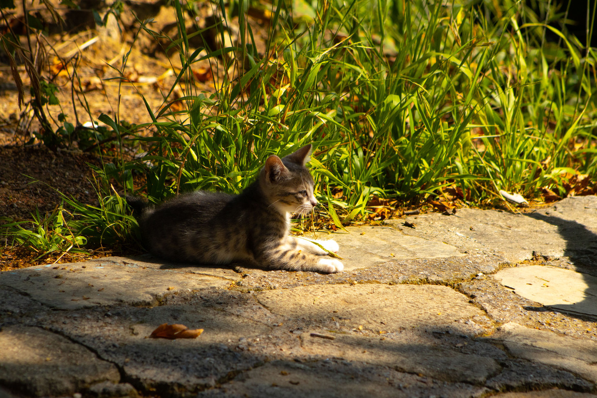 小路和猫咪的公园一日游