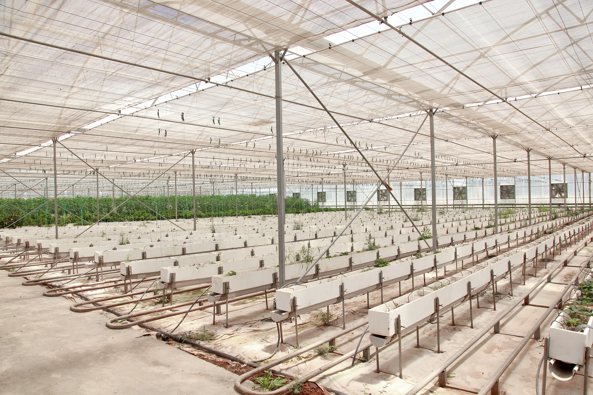 我国设施栽培面积