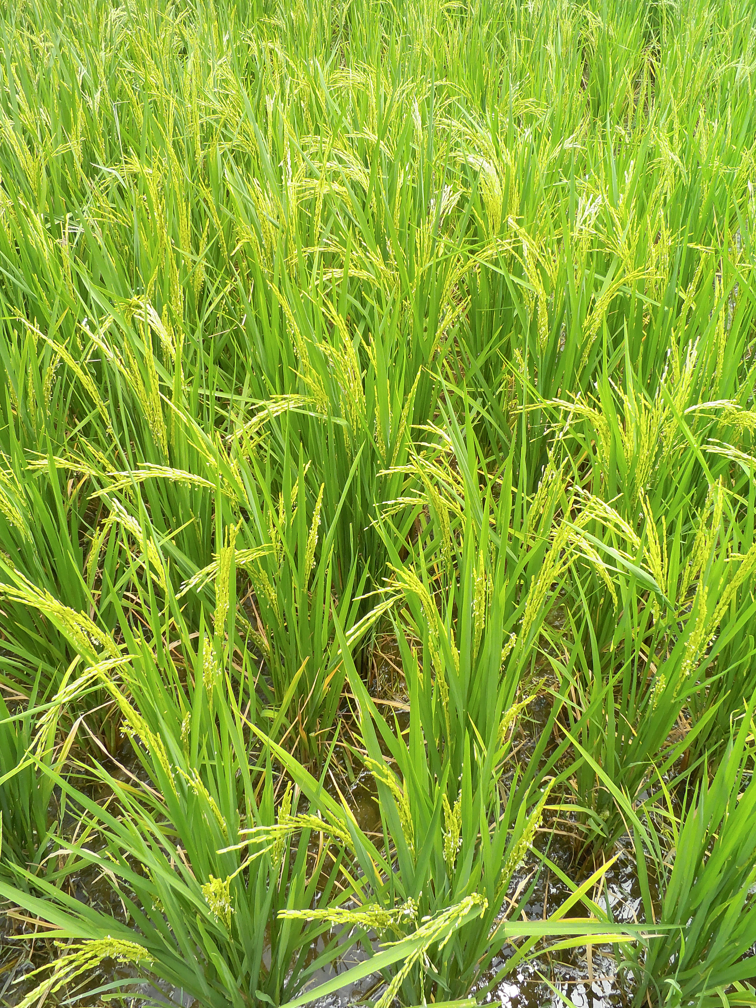 岚皋县水稻病虫害防治研究：现状与措施